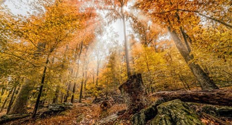 placera-höst-sol-november-Foto-ADWheeler-CC.jpg