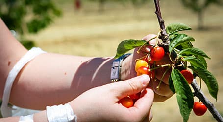 placera-körsbär-plocka-frukt-favorit-Foto-CrossroadsPhotoTeam-CC.jpg