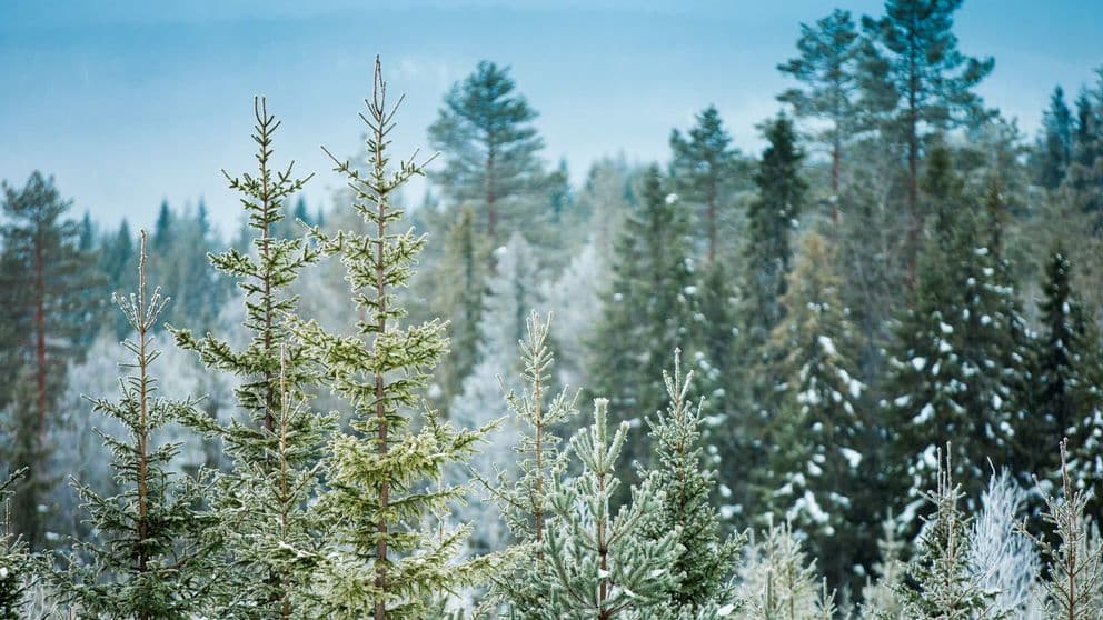 Skogsindustribolaget SCA
