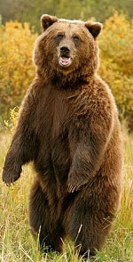 placera-Bear.jpg