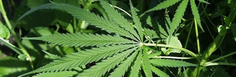 placera-Cannabis.jpg