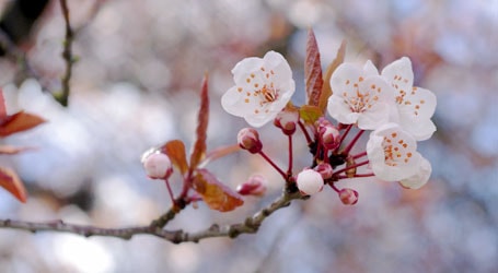 placera-april-körsbärsblomma.JPG