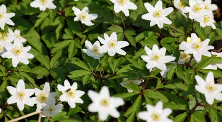 placera-april-vitsippa.JPG
