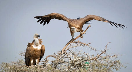 placera-gam-gamar-vulture-Foto-SumeetMoghe-CC.jpg