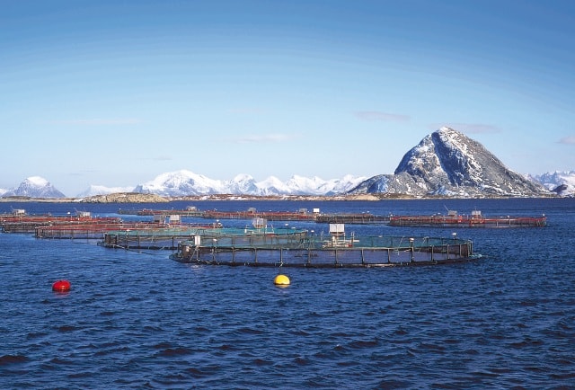 placera-medarbetare-M-MarineHarvest_BOLGA.jpg