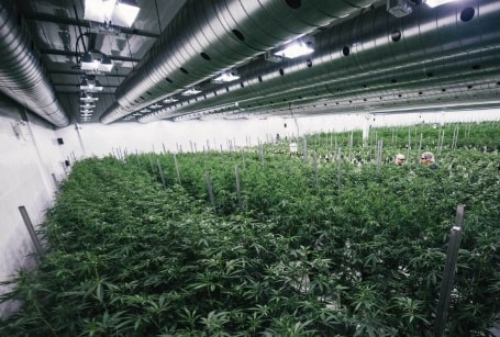 placera-nyabilder-Cannabis2_Canopy_Growth.JPG