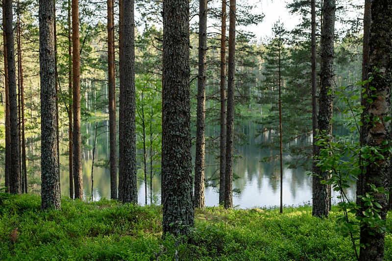 placera-nyabilder-stora enso press.png