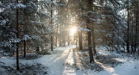 placera-nyabilder-vinter-snö-skog.jpg