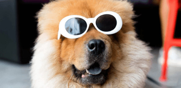 placera-redaktionellt-2018-Hund.PNG