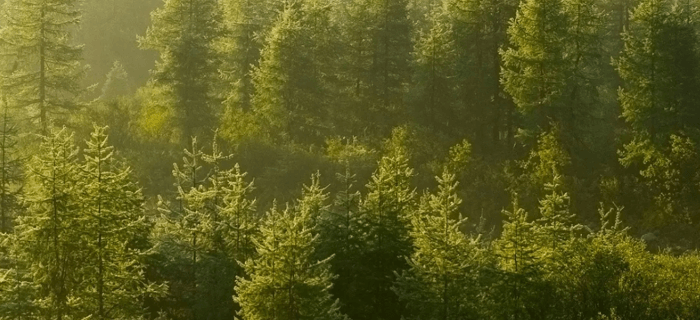 placera-redaktionellt-2021-skog_700.png