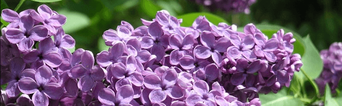 placera-redaktionellt-2023bilder-syren_maj.PNG