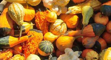 placera-september_pumpa.jpg