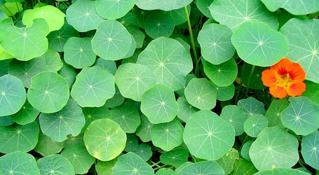 placera-udda-solo-blommor-Foto-Da-Answer-Deviant-Art.jpg